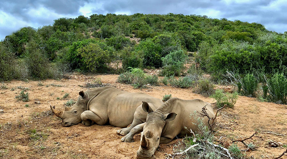 Rhinos at the Zoo