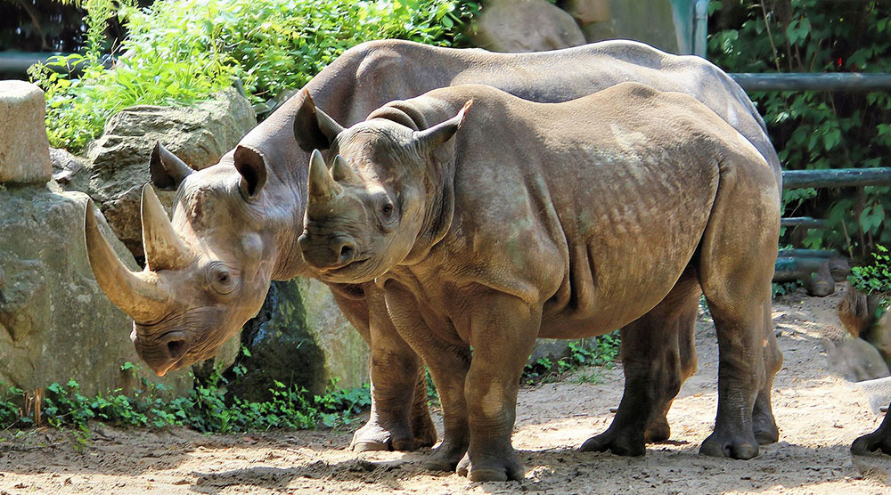 Rhinos at the Zoo