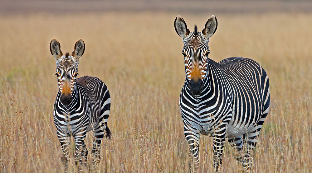 Zebras at the Zoo