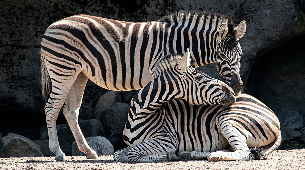 Zebras at the Zoo