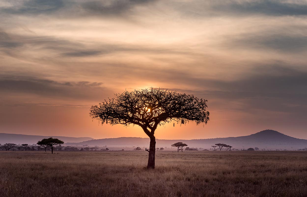 Sun sets behind an umbrella tree in East Africa