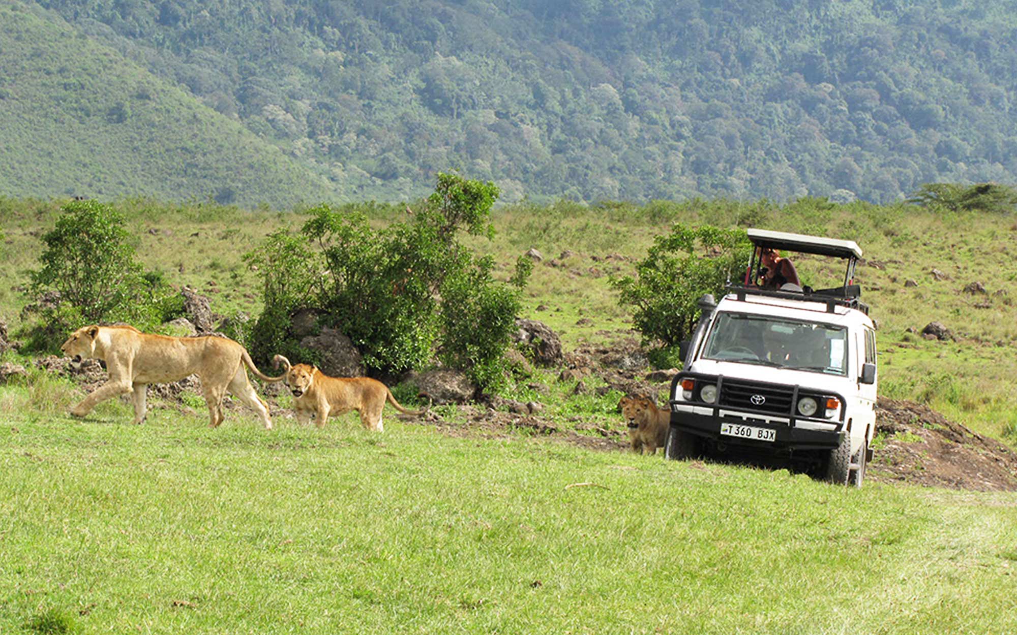 People watch lions from a safari vehicle while on a game drive