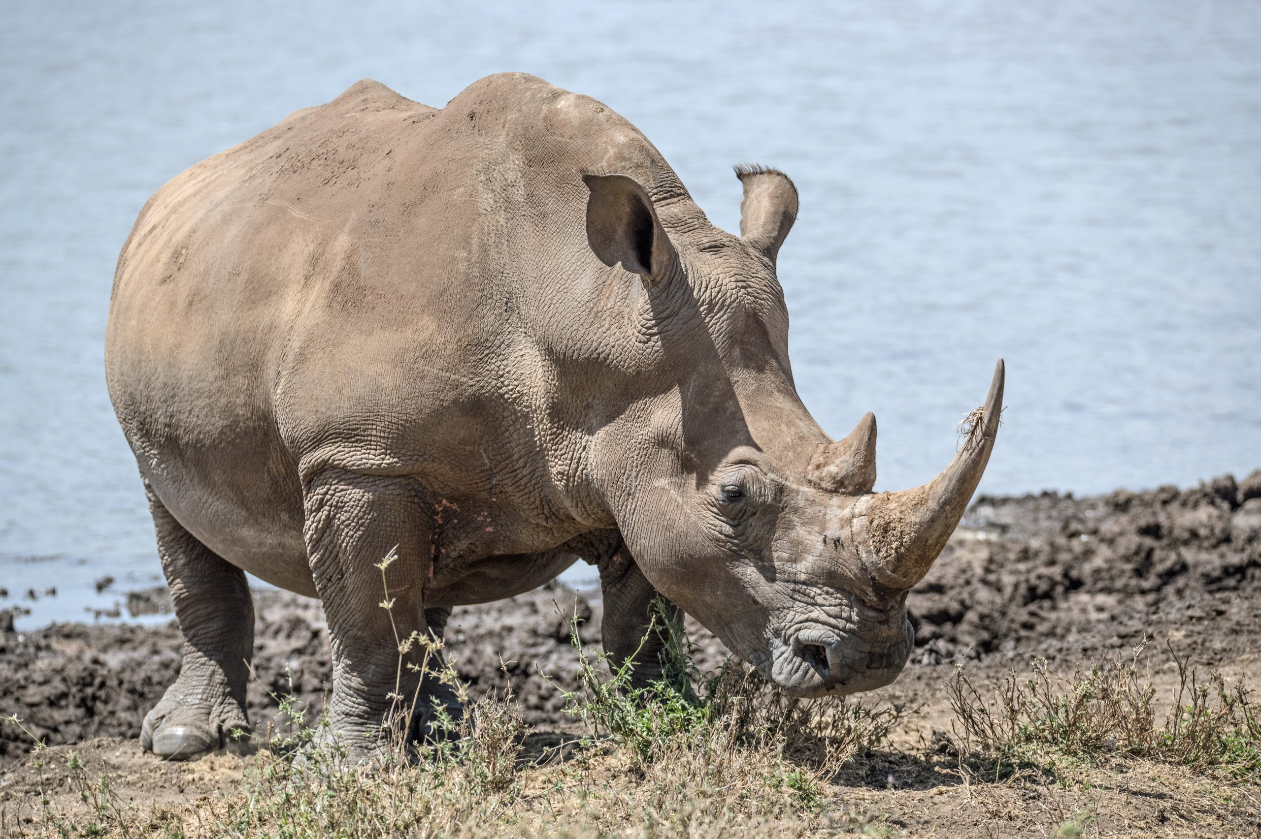 Rhino grazes next to a body of water at Lewa conservancy in kenya