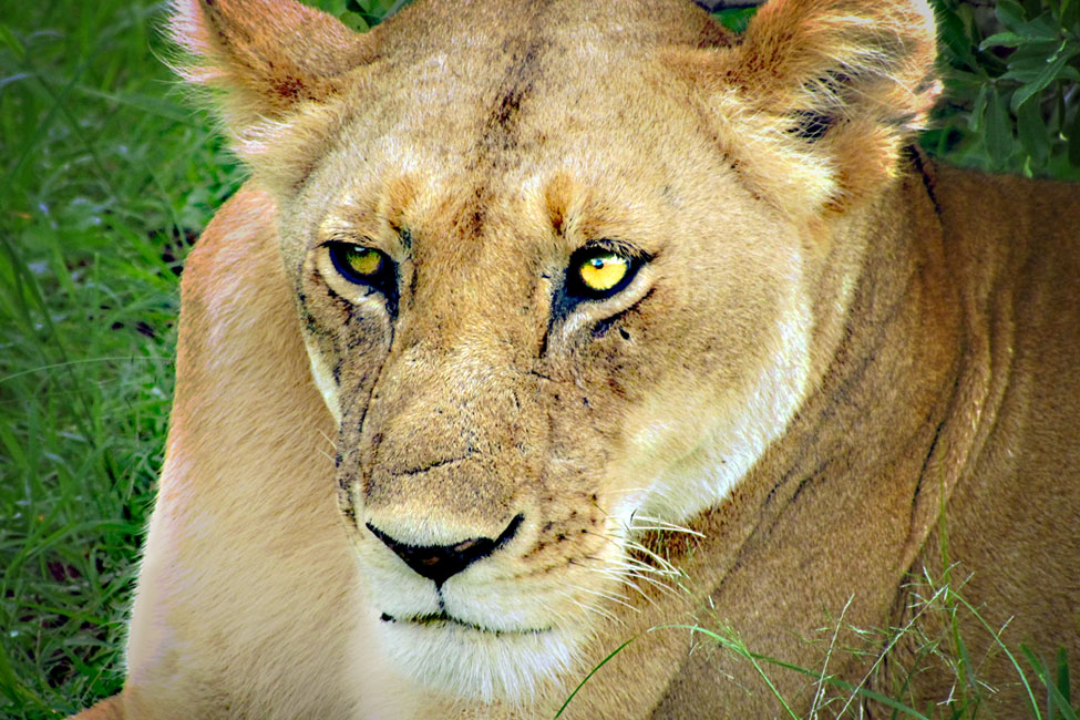 Kenya-Lioness-975px Kenya Lion