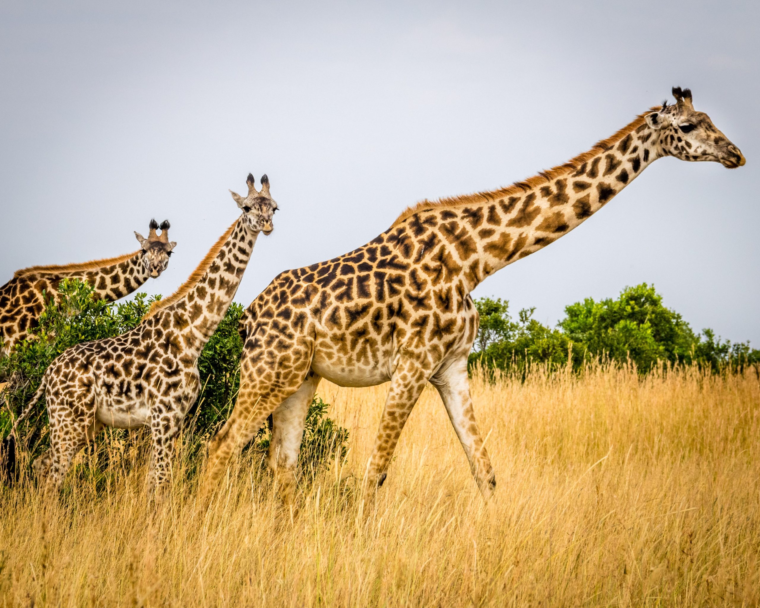 Three giraffes stand taller than a nearby tree at Maasai Mara in Kenya