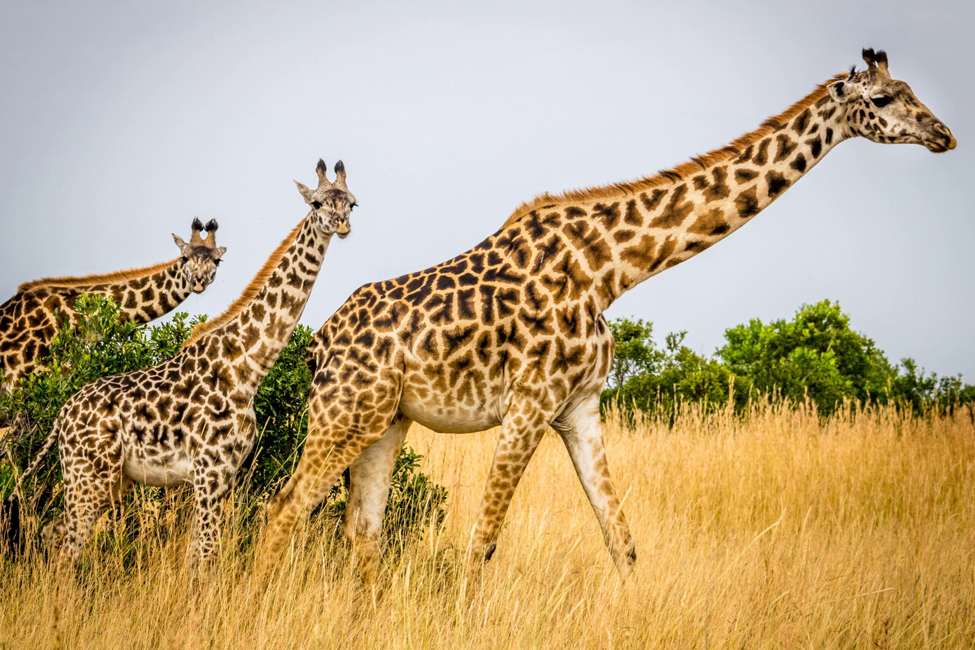Kenya-Maasai-Mara-National-Reserve-giraffes