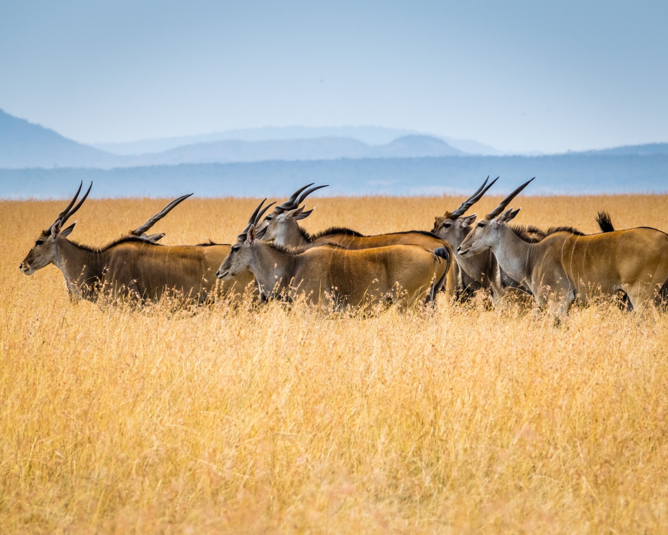 Herd of antelope walk-through dried golden grass in Masai Mara National Park in kenya
