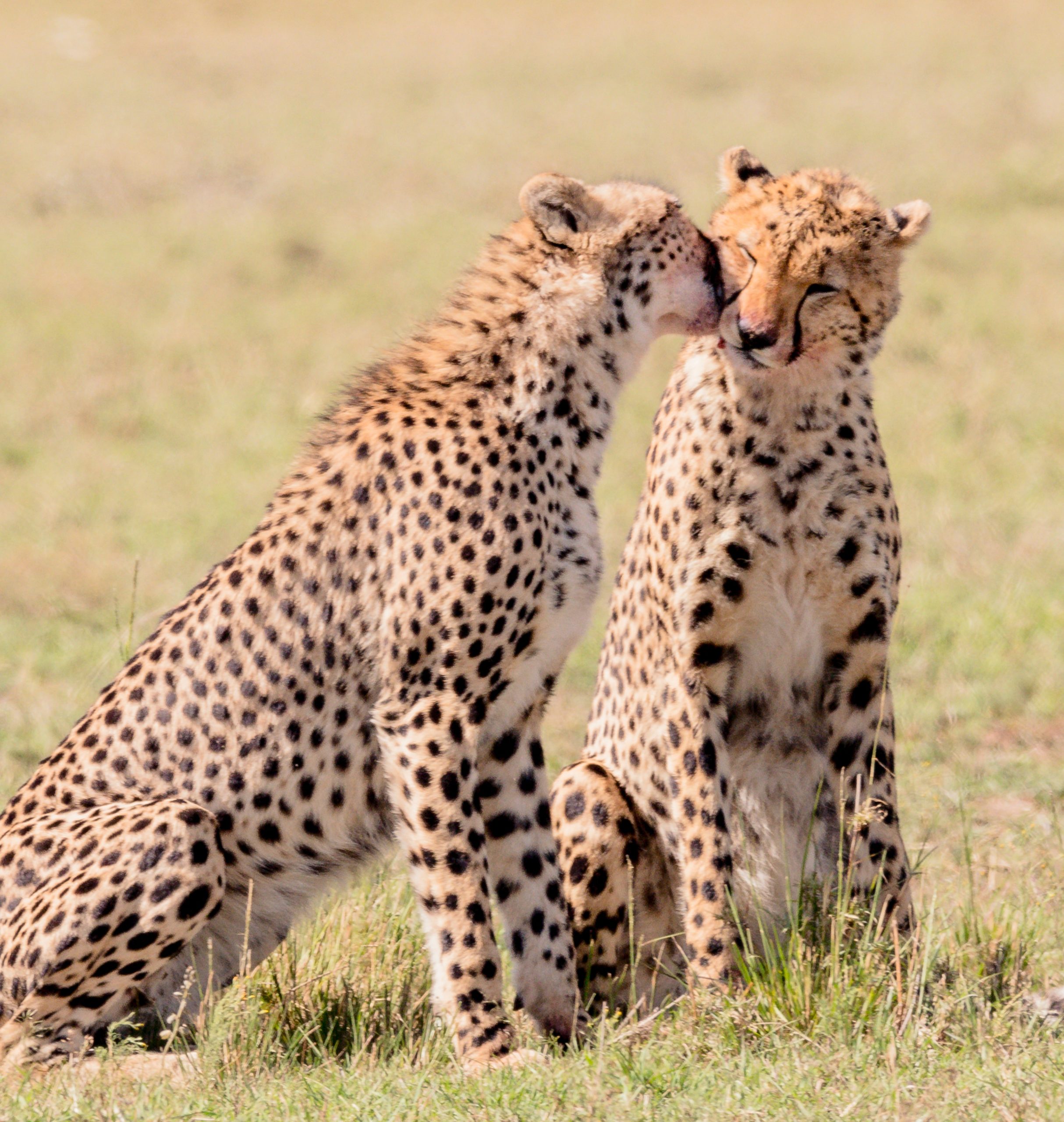 Two Cheetahs groom each other in Masai Mara national reserve kenya