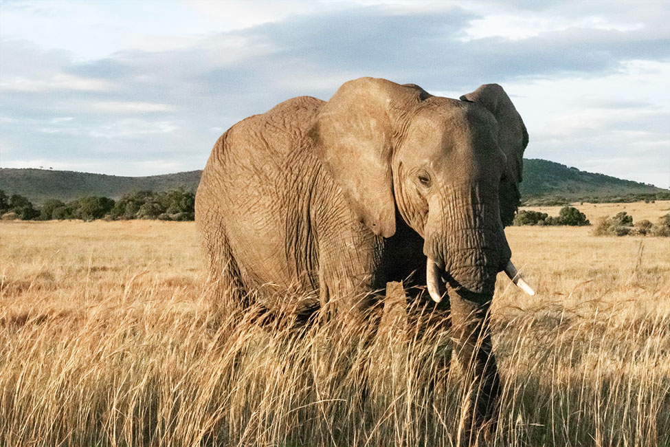 An Elephant in the Masai Mara National Reserve in Kenya
