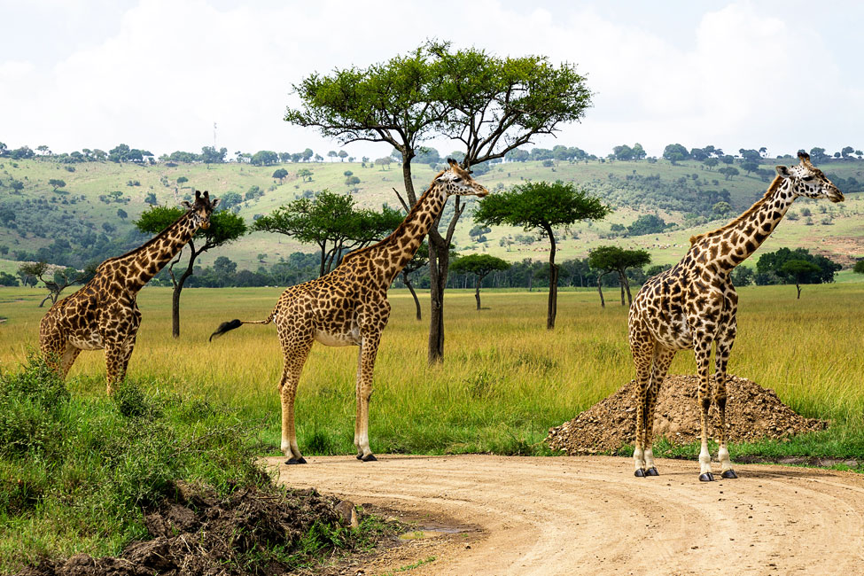 Three Giraffes stand in a row on a dirt road in Kenya
