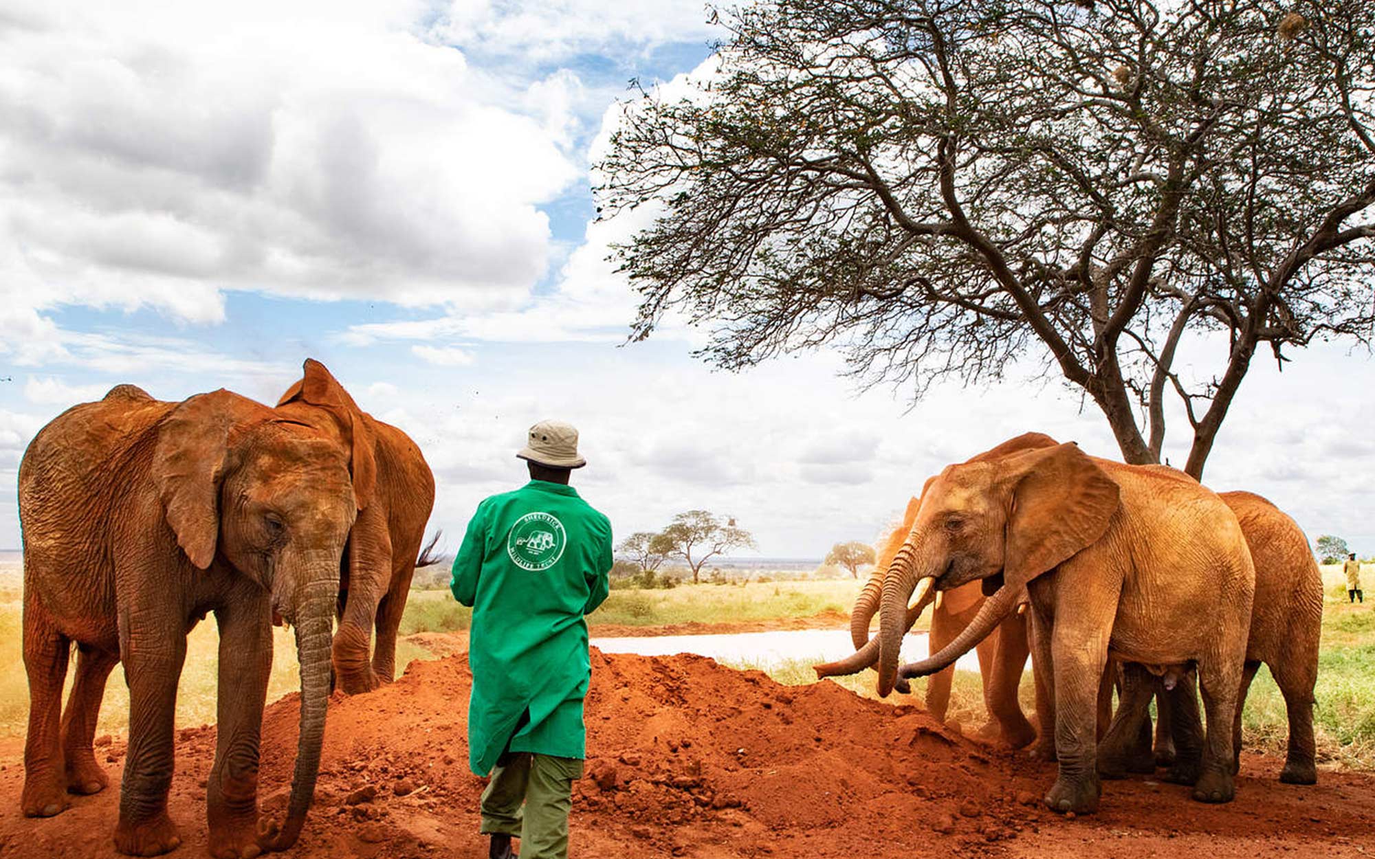 A human caretaker leads orphaned elephants on a walk at Sheldrick Wildlife Trust's Orphans' Project