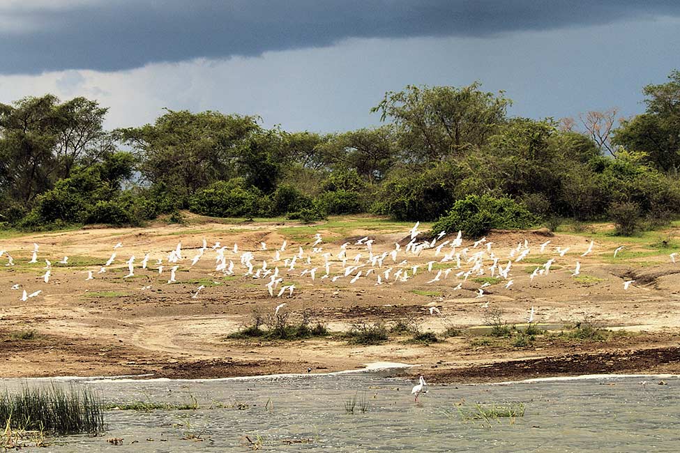 a flock of white waterbirds flies along the Kazinga Channel in Uganda