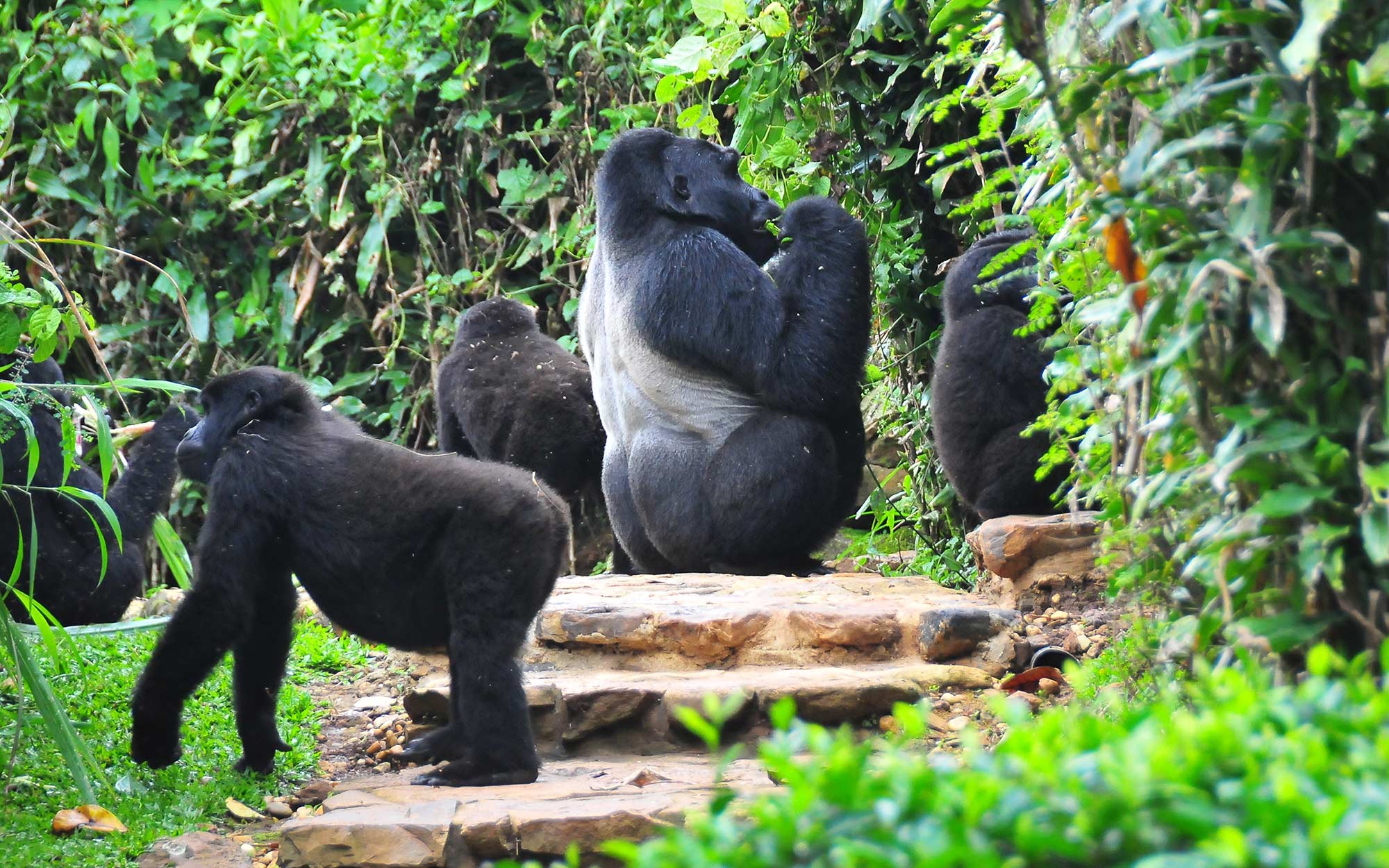 A family of mountain gorillas walks through a lodge's garden in Uganda