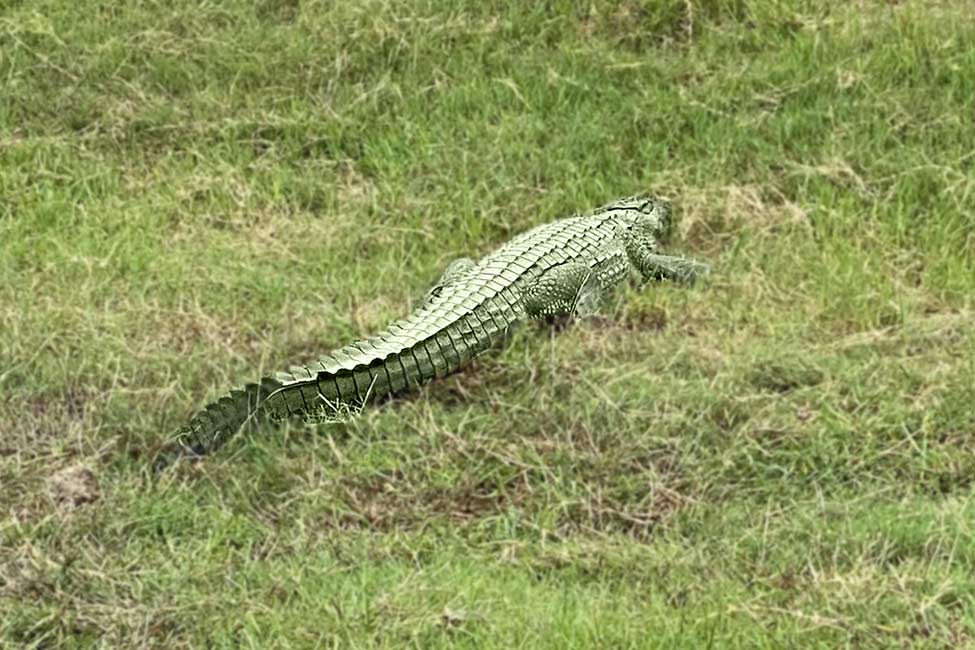 crocodile along the chobe river at Chobe National Park in Botswana