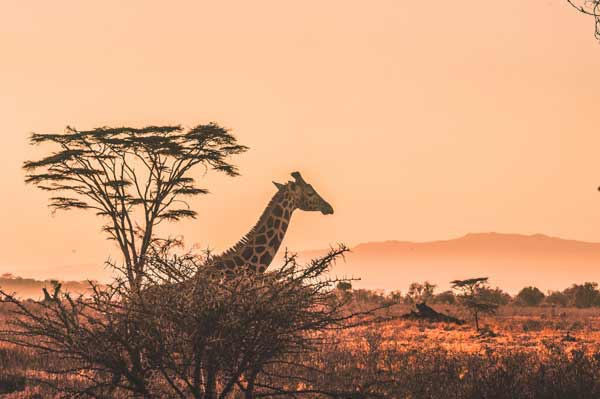 Beautiful Kenya Sunset with a Giraffe in foreground