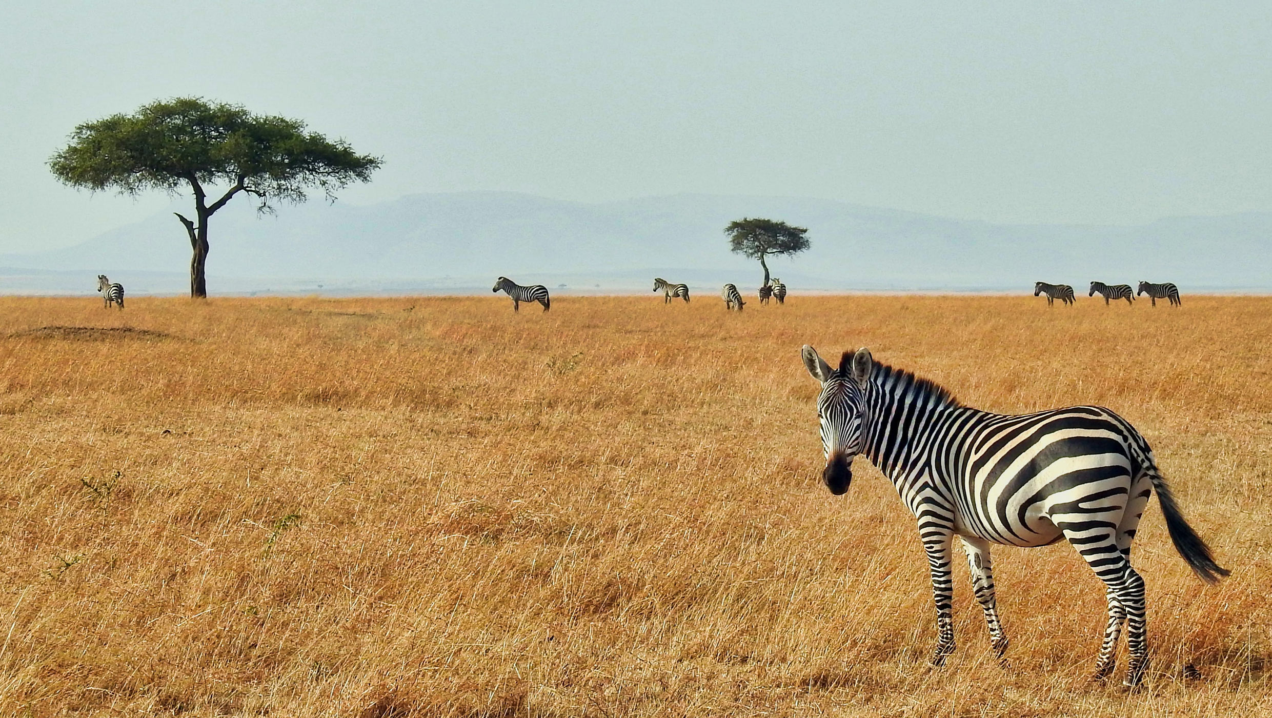 Zebra in the grasslands in Kenya Africa