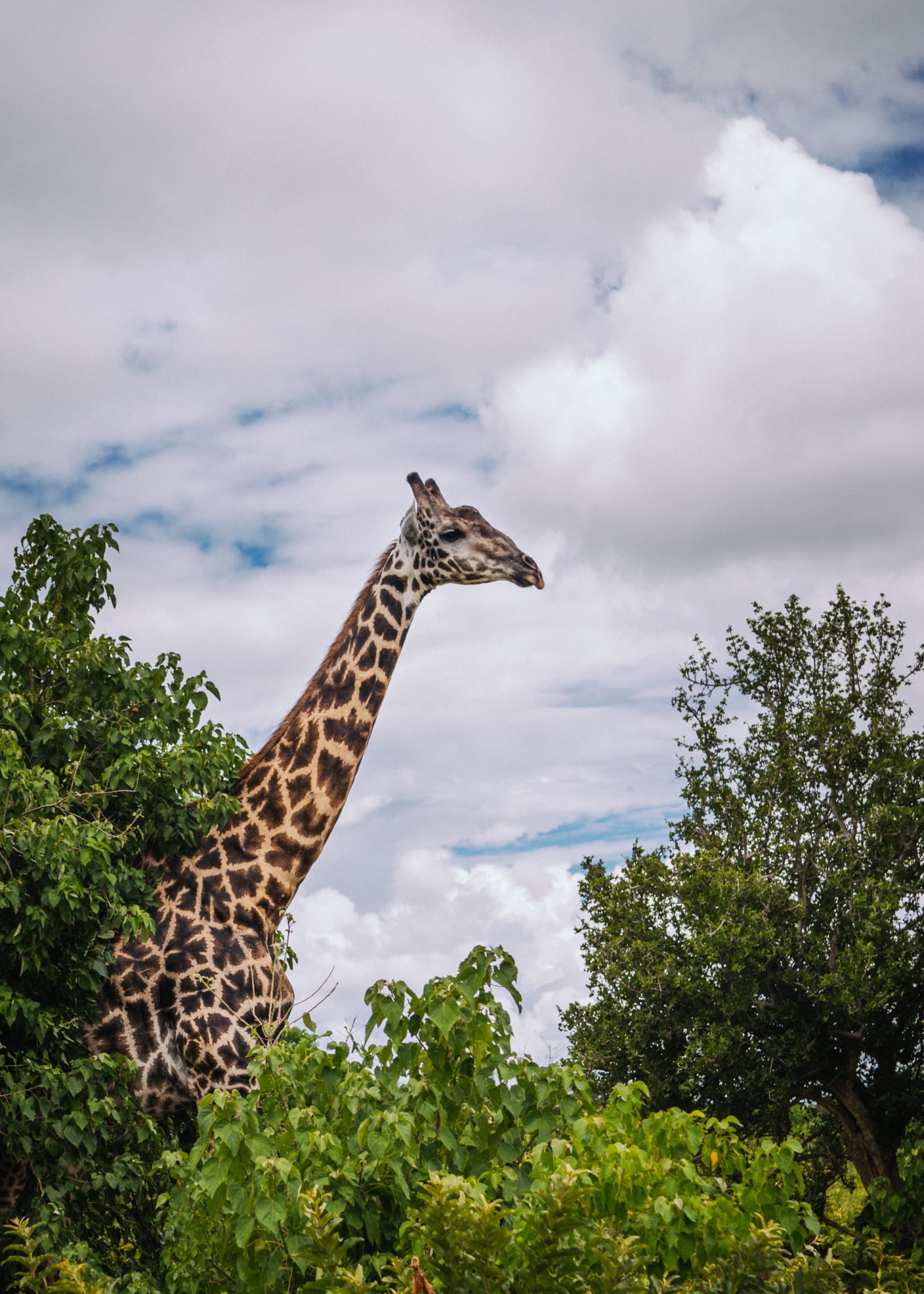 A giraffe walks through Chobe National park in Botswana
