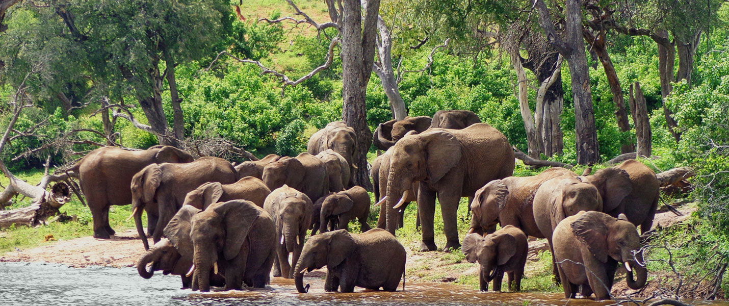 Herd of elephants gathers around the shore of Chobe river in Chobe national Park Botswana