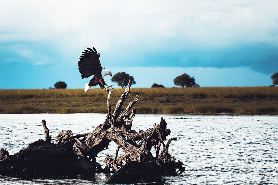eagle with brown body and white head and tail lands on a wooden snag on the side of a river.
