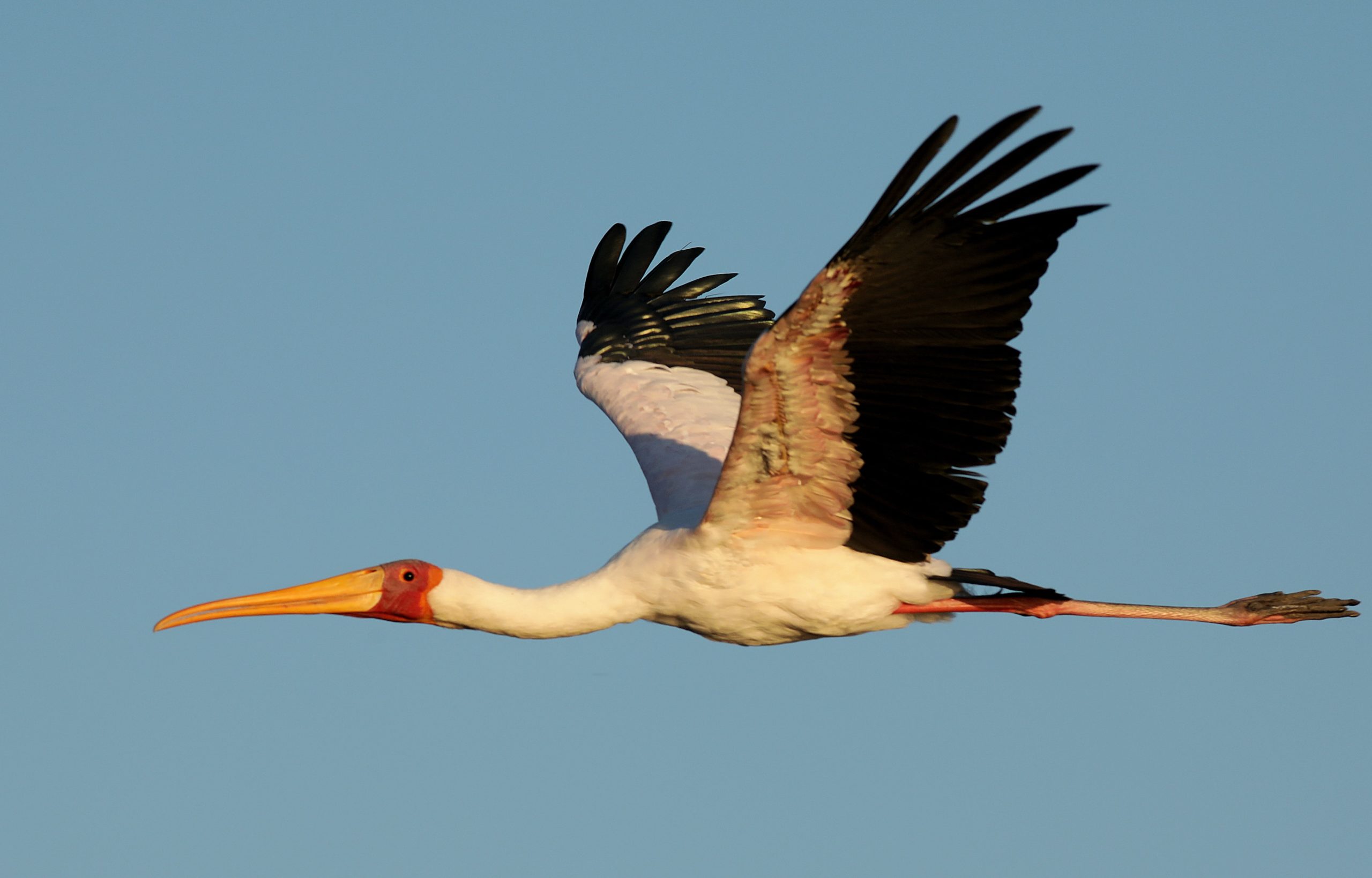 A stork flies over Chobe National Park in Botswana