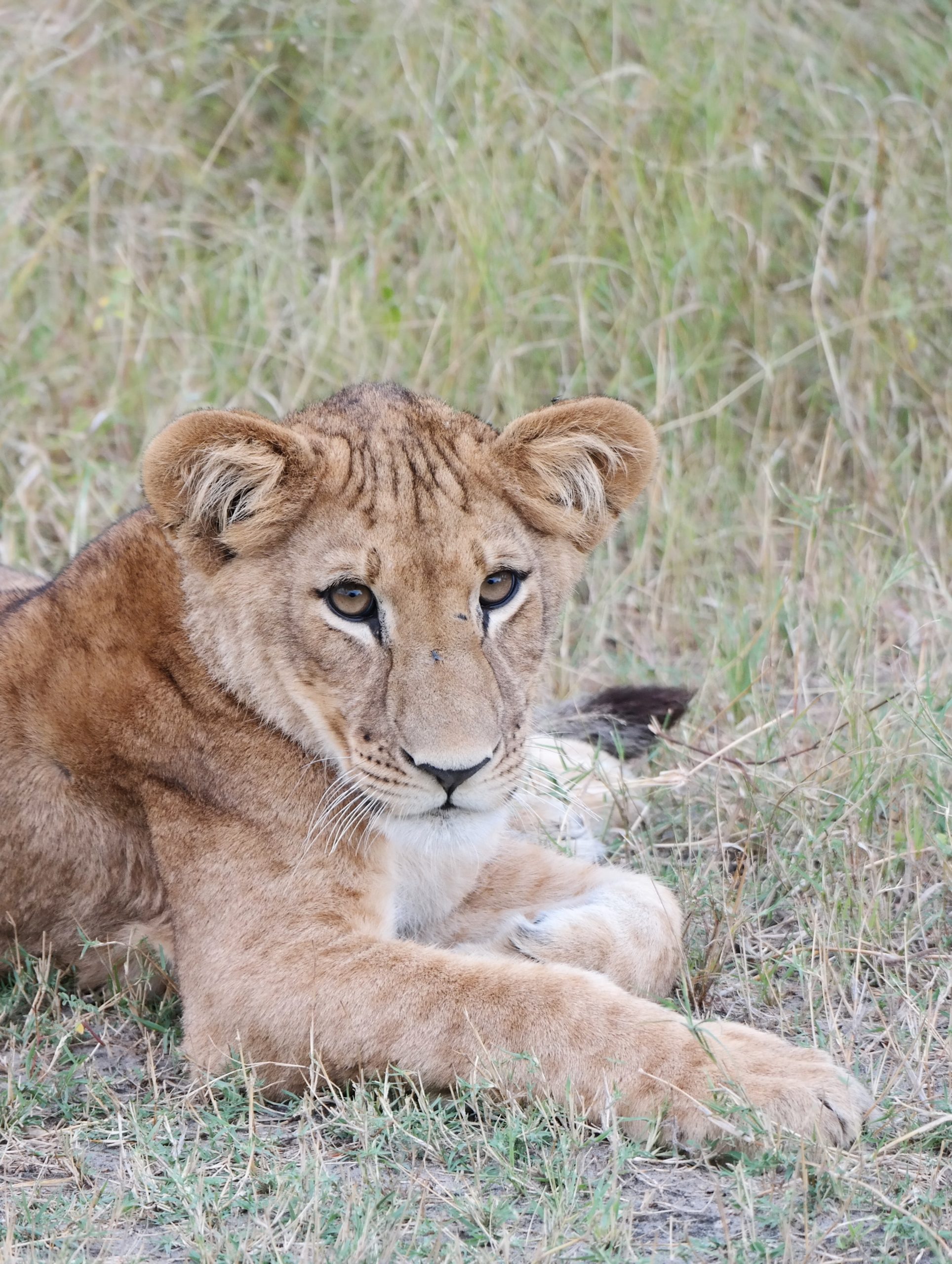 A lion cub sit in the grass in Botswana