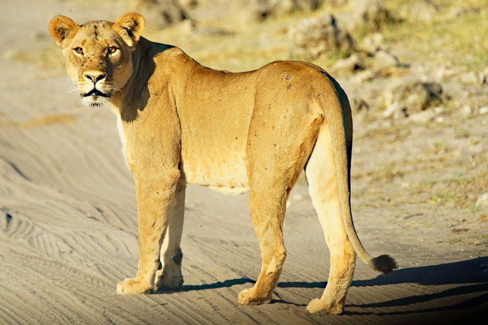 Adult female lion stands in a sandy road in a Botswana park.