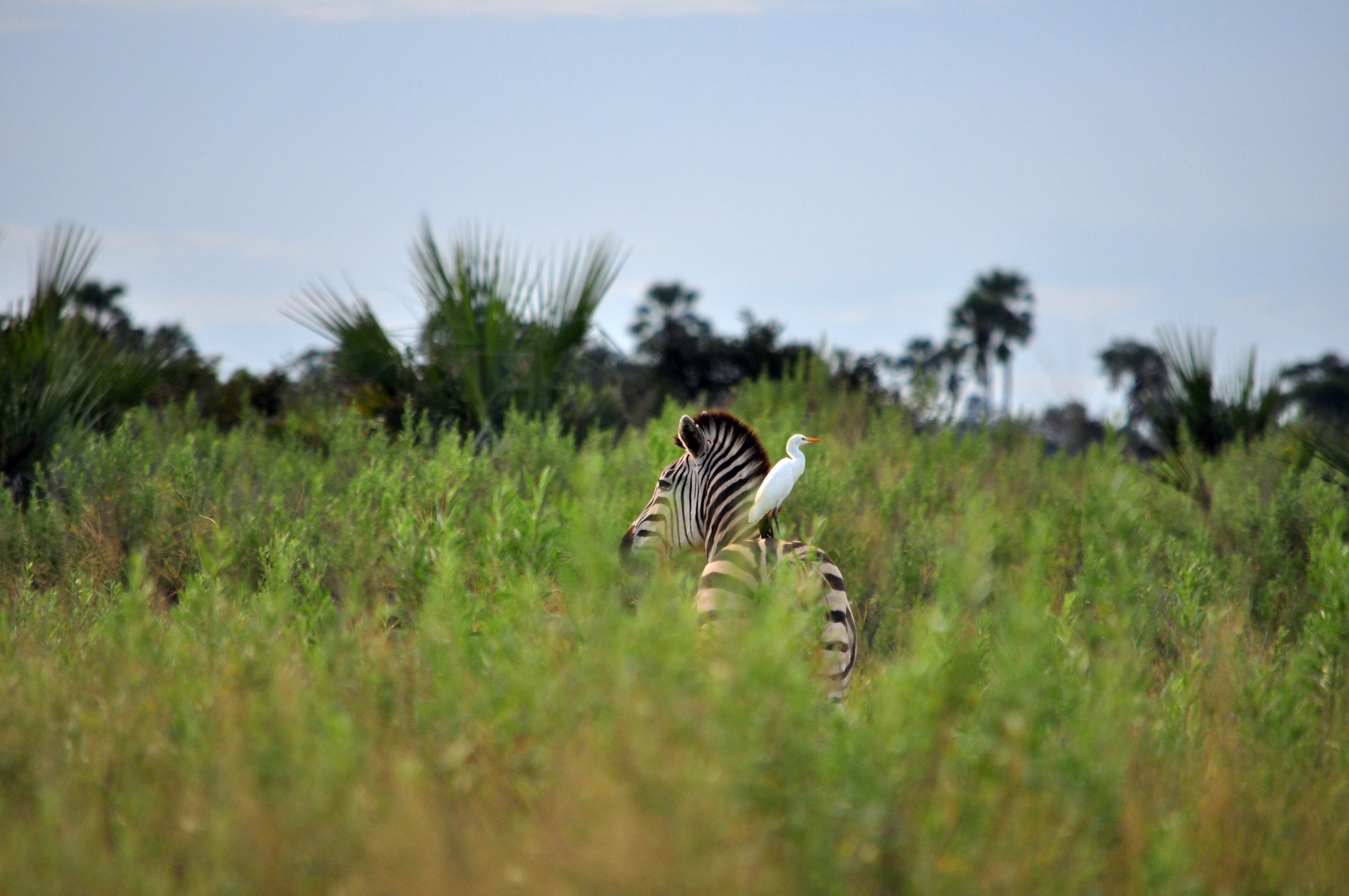 Cattle egret perched on top of a zebra standing in tall grass at Moremi Game Reserve in Botswana
