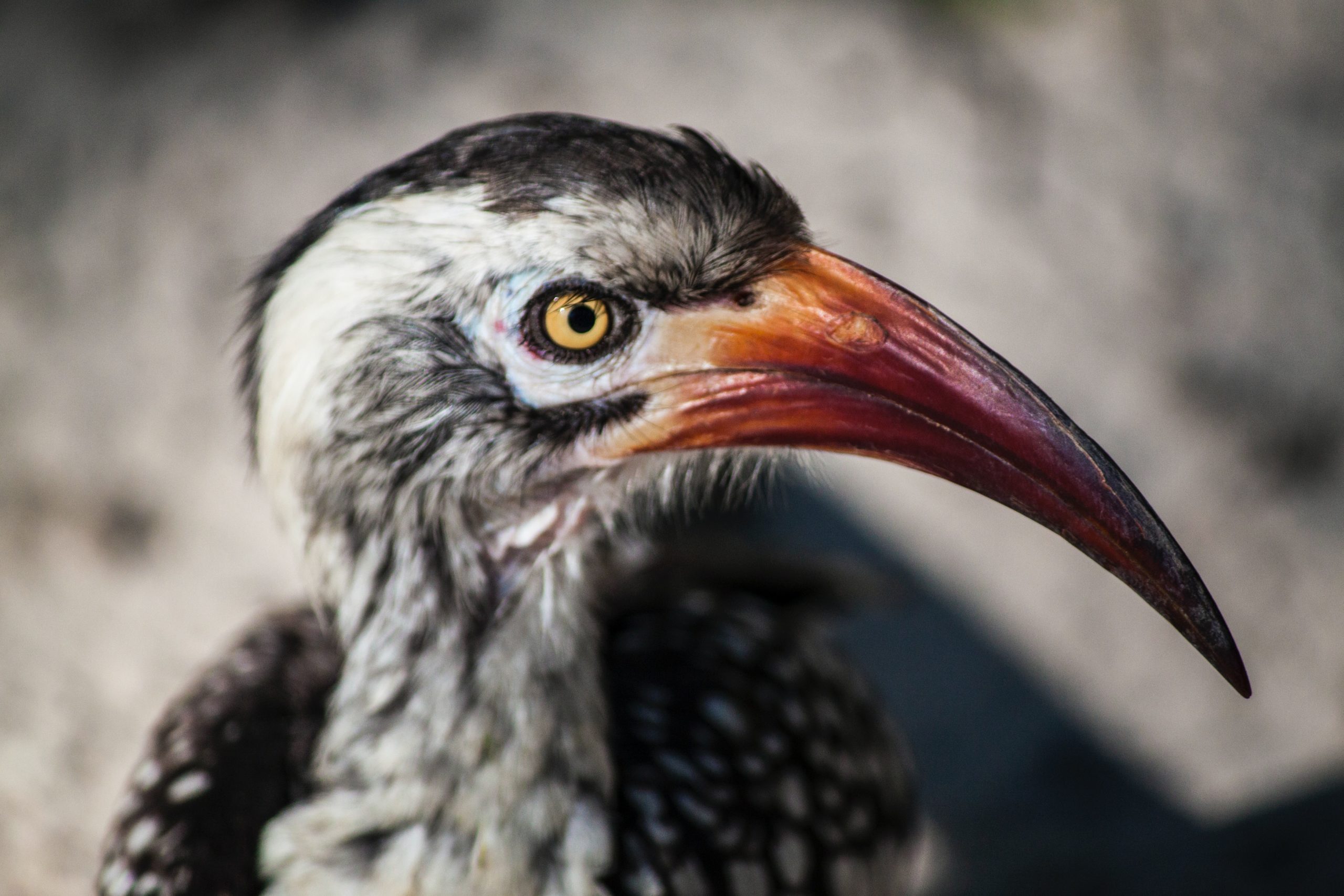 African hornbill ite black and white feathers and red bill