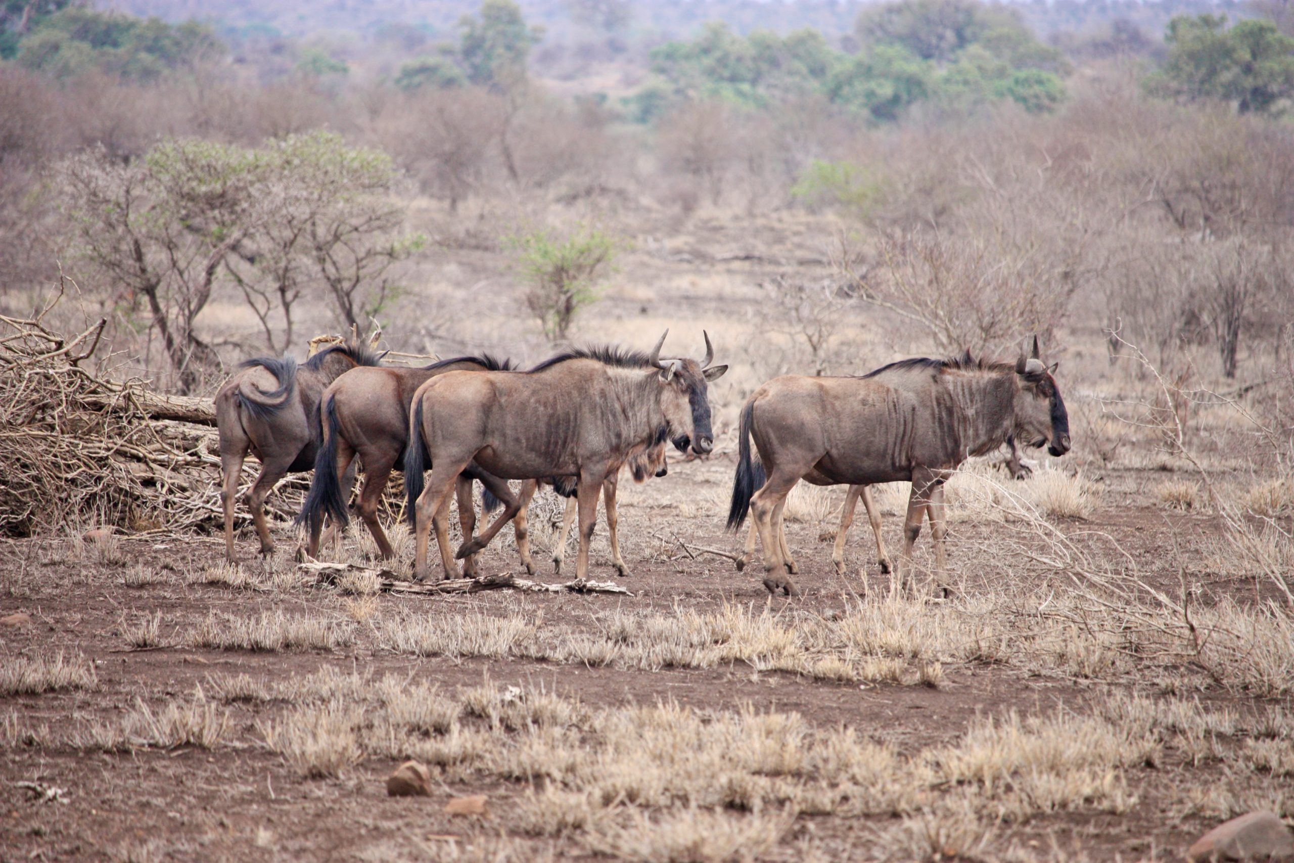 group of wildebeest in Okavango Delta