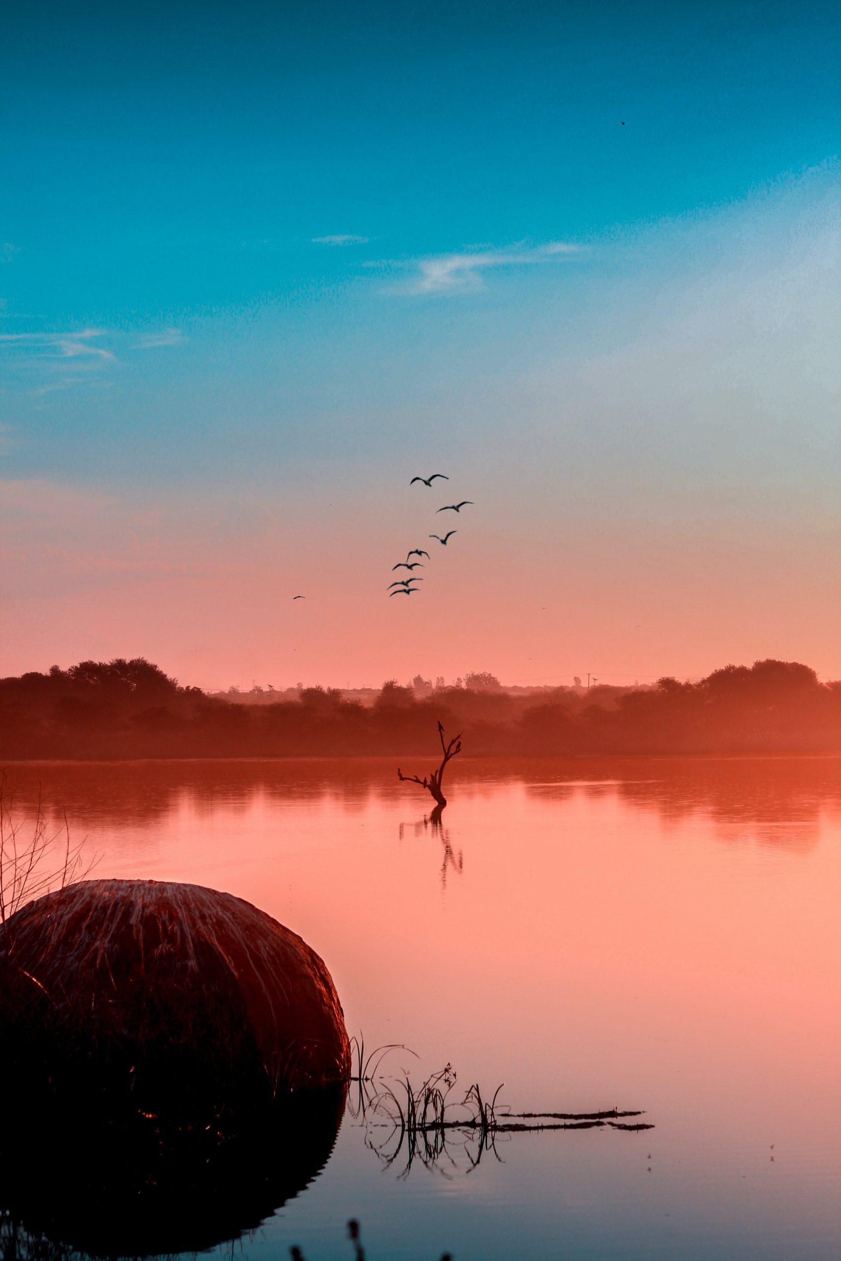 birds fly across a pink and blue sky in Botswana