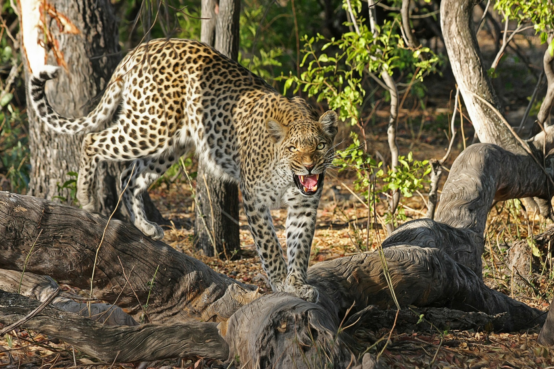 Leopard walks through woody undergrowth in Botswana
