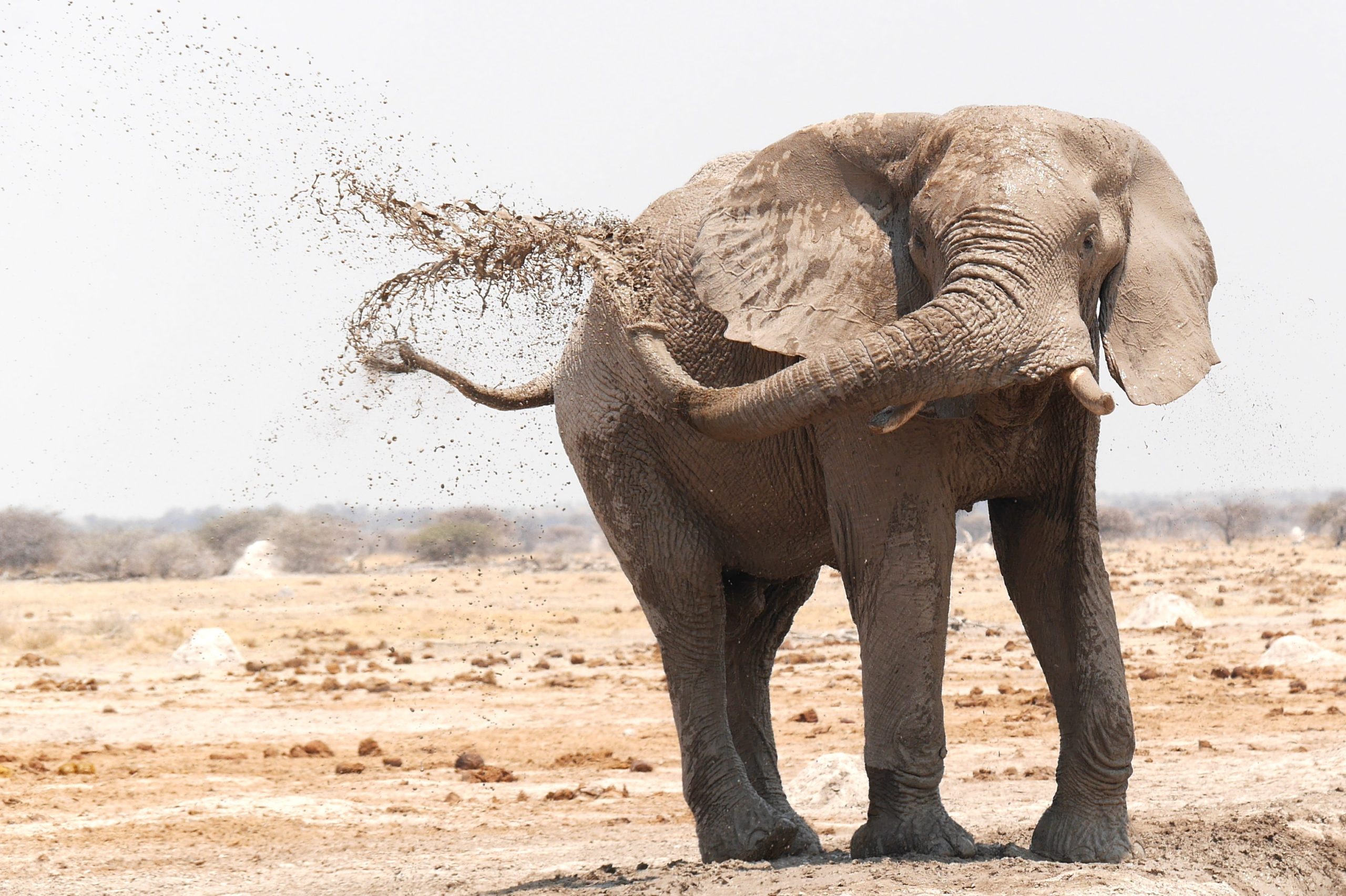 Elephant gives itself a mud bath in Botswana