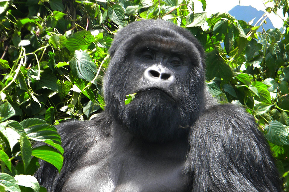 A mountain gorilla chews a leaf while sitting against a backdrop of lush greenery.