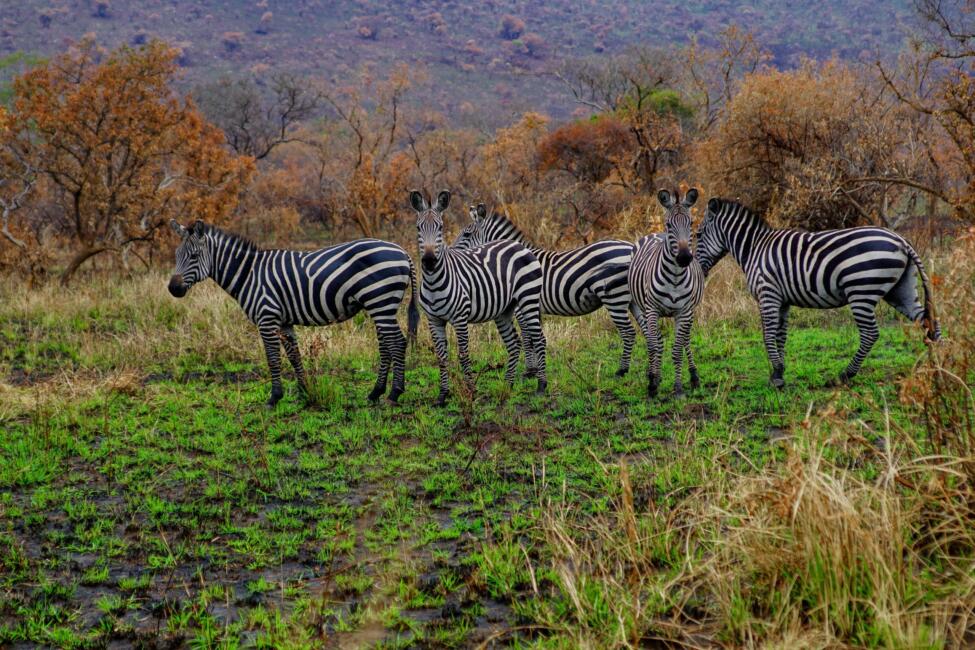 zebras at Akagera National Park Rwanda