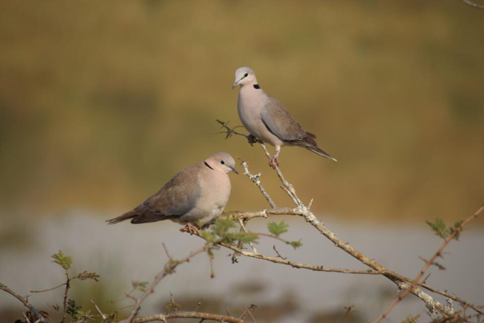 Eurasian collared doves in Rwanda