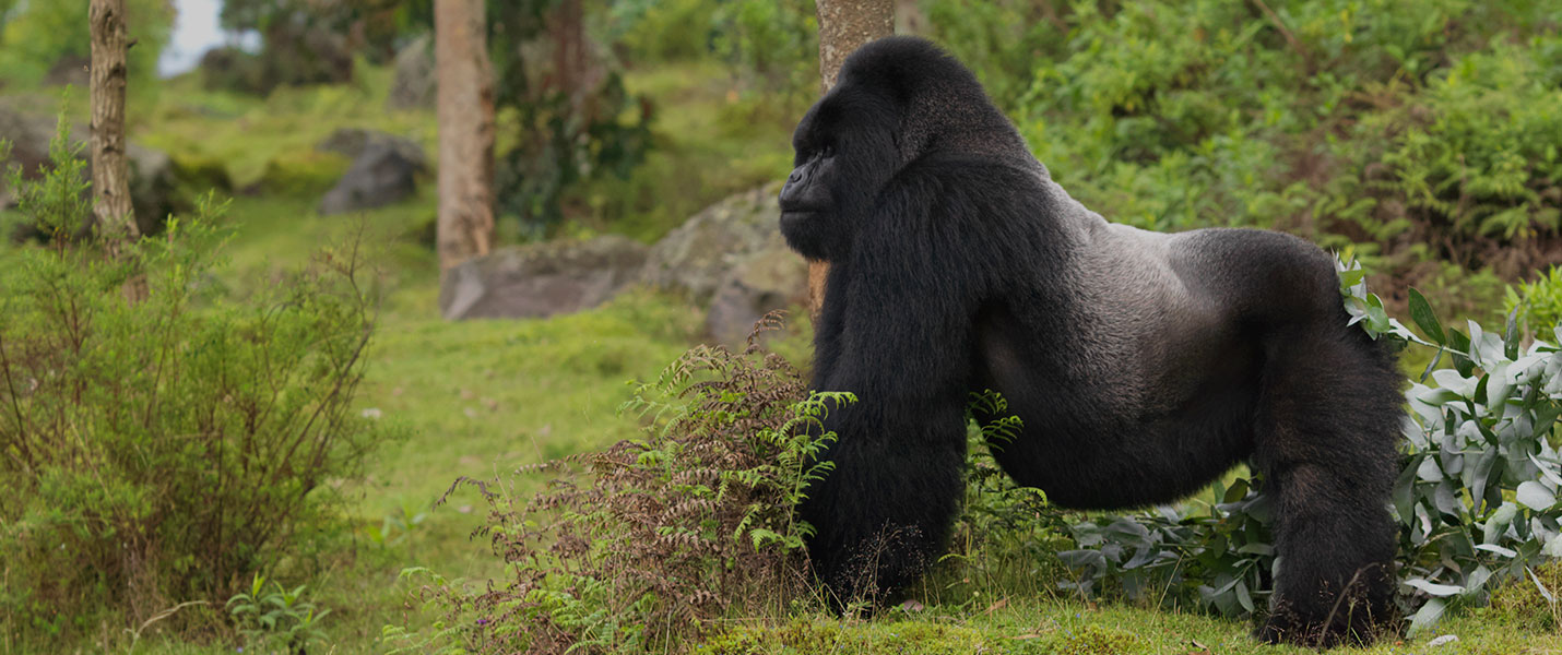 silverback mountain gorilla stands in front of bushes