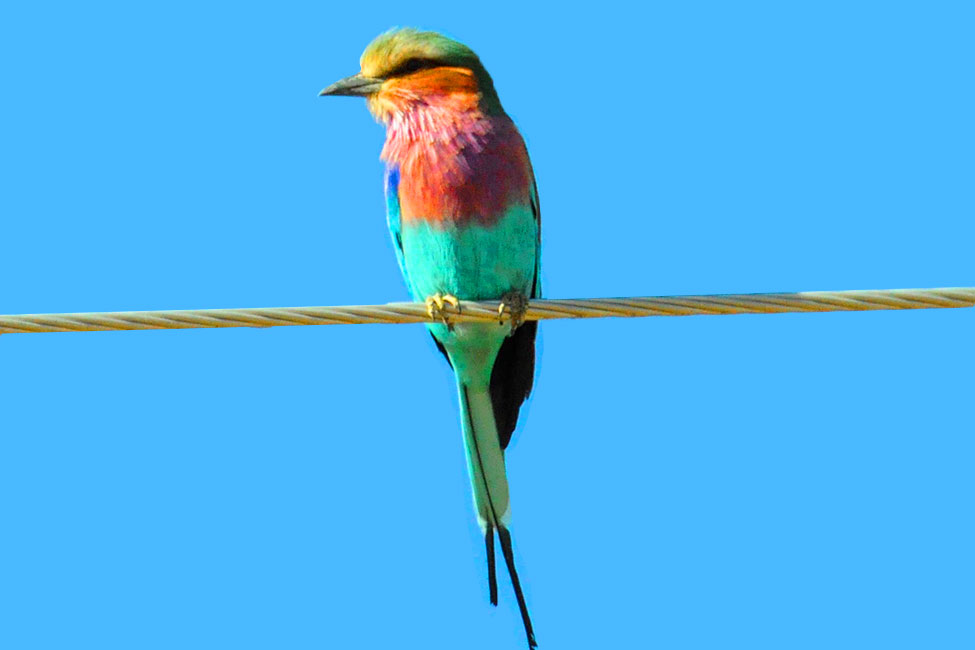 lilac-breasted roller bird sitting on a wire in Rwanda