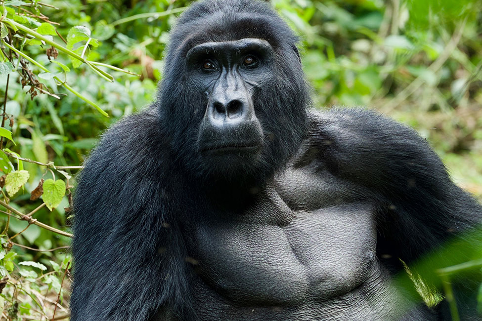 Gorilla sits among plants at Mgahinga Gorilla National Park in Uganda