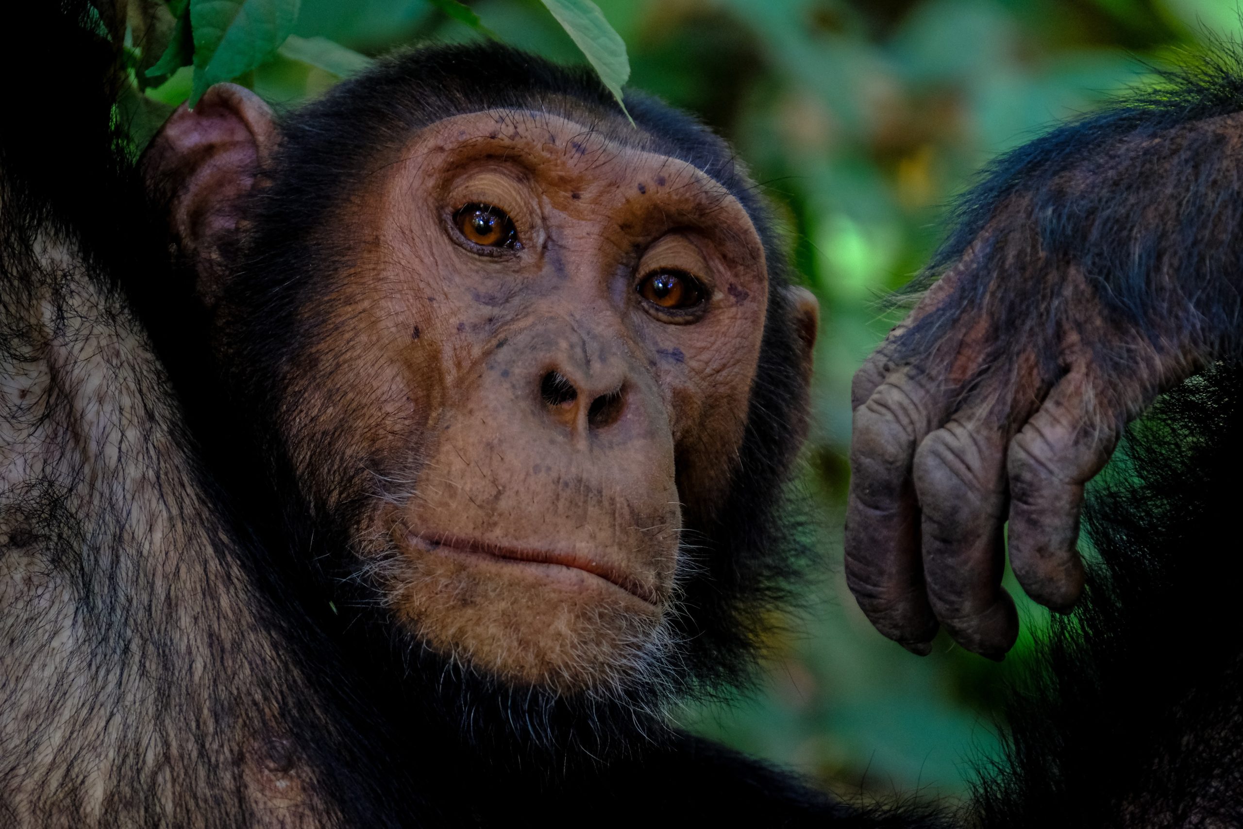 portrait of wild chimpanzee looking into camera