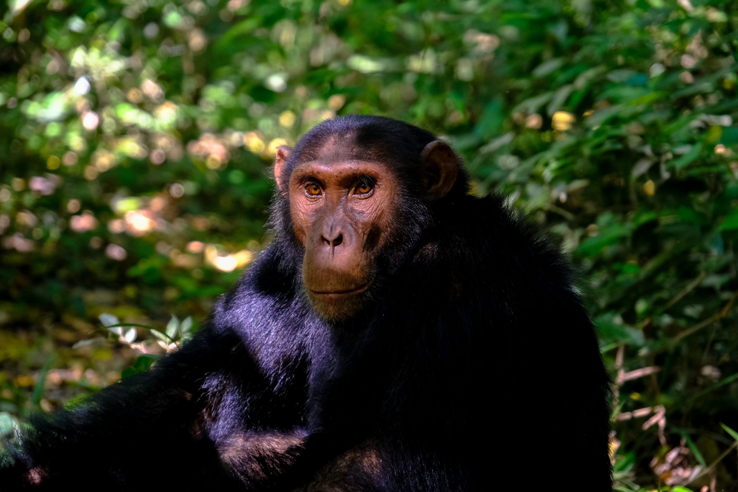 portrait of chimp looking off into the distance