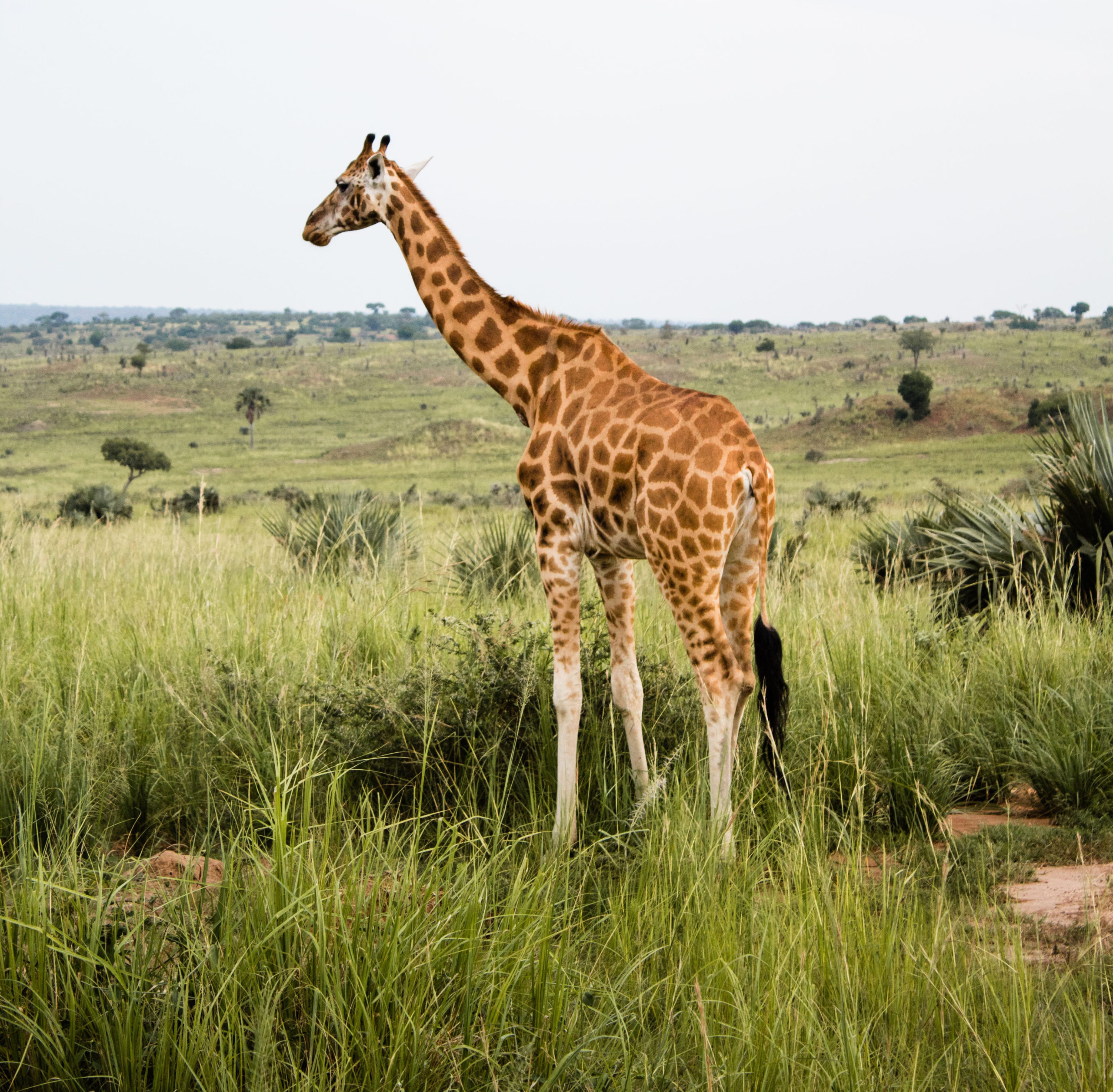 Giraffe stands in the savanna grass in Uganda
