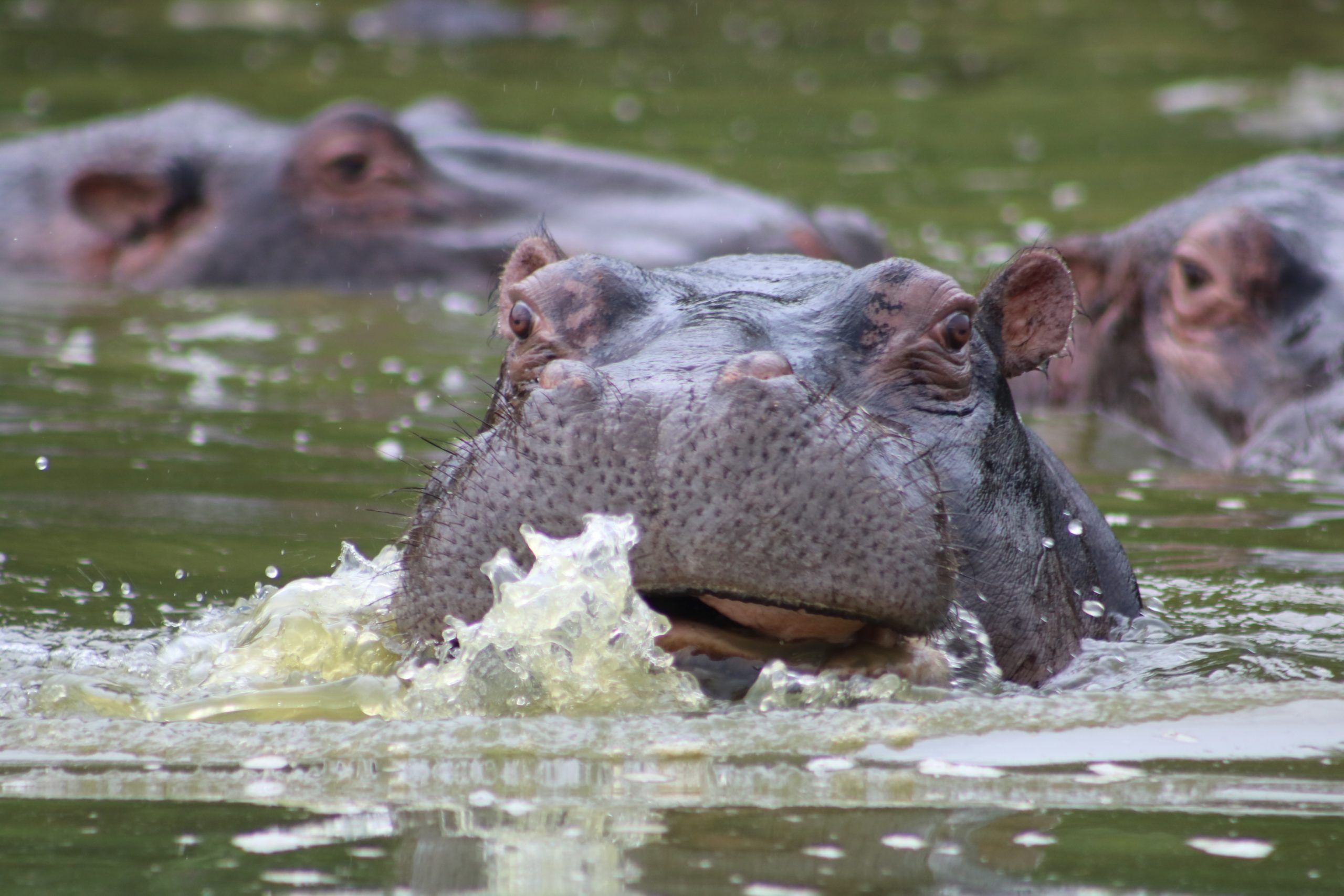 Hippos swim in a river in Uganda