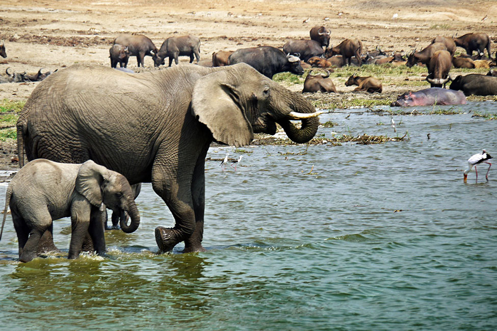 Wild elephants refreshing themselves in the Kazinga Channel, Queen Elizabeth National Park, Uganda
