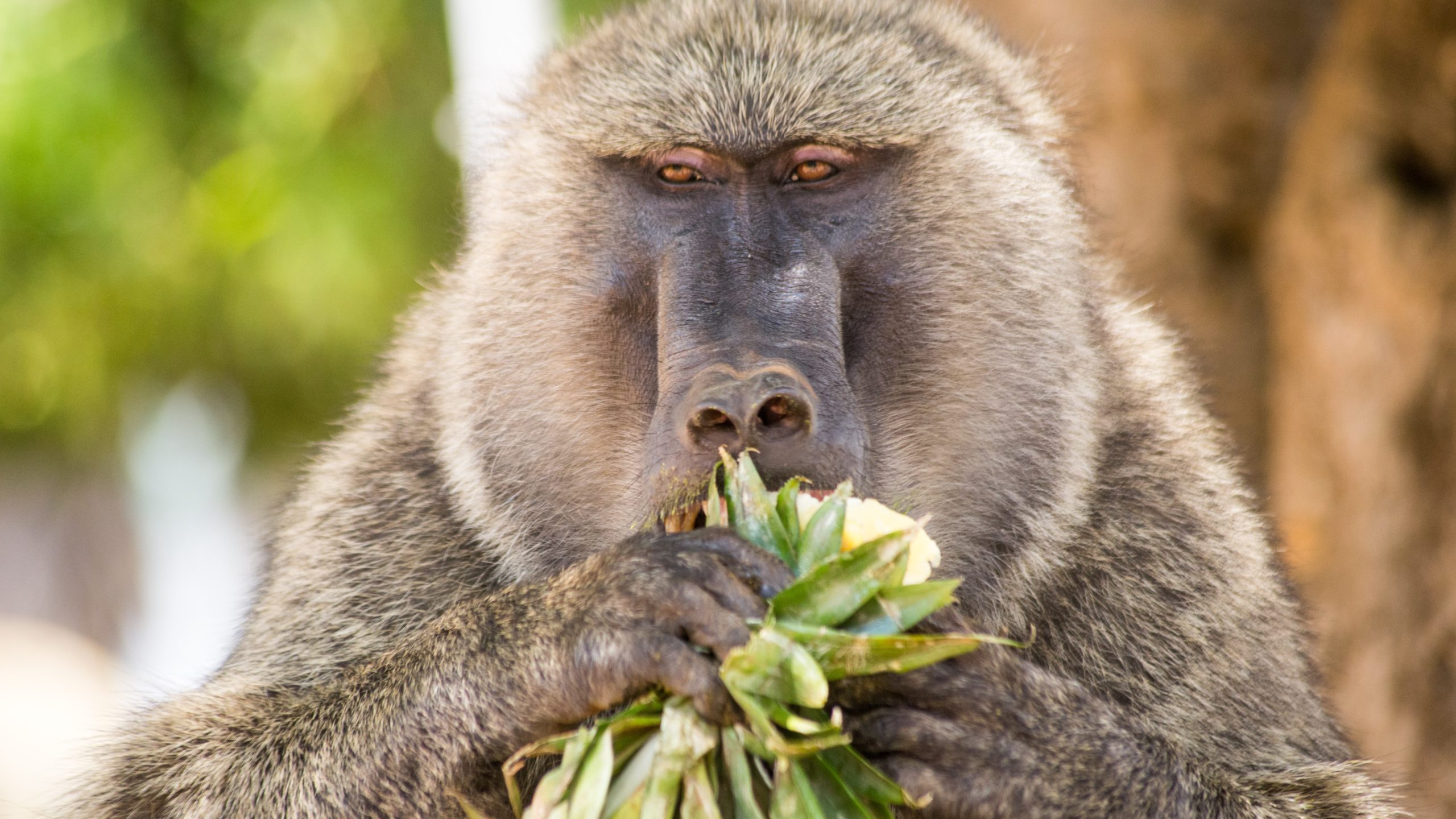 Baboon eats a plant in Uganda