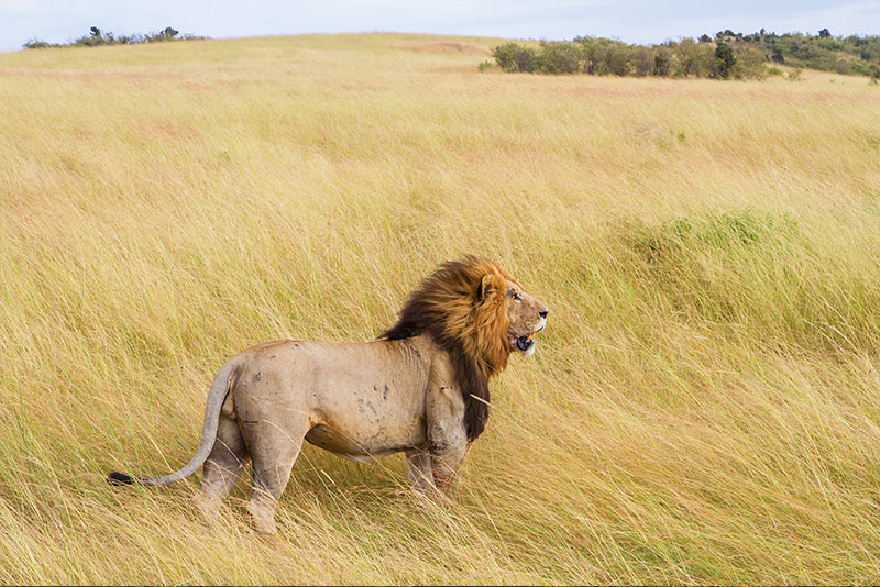 adult male lion in a grassy savanna