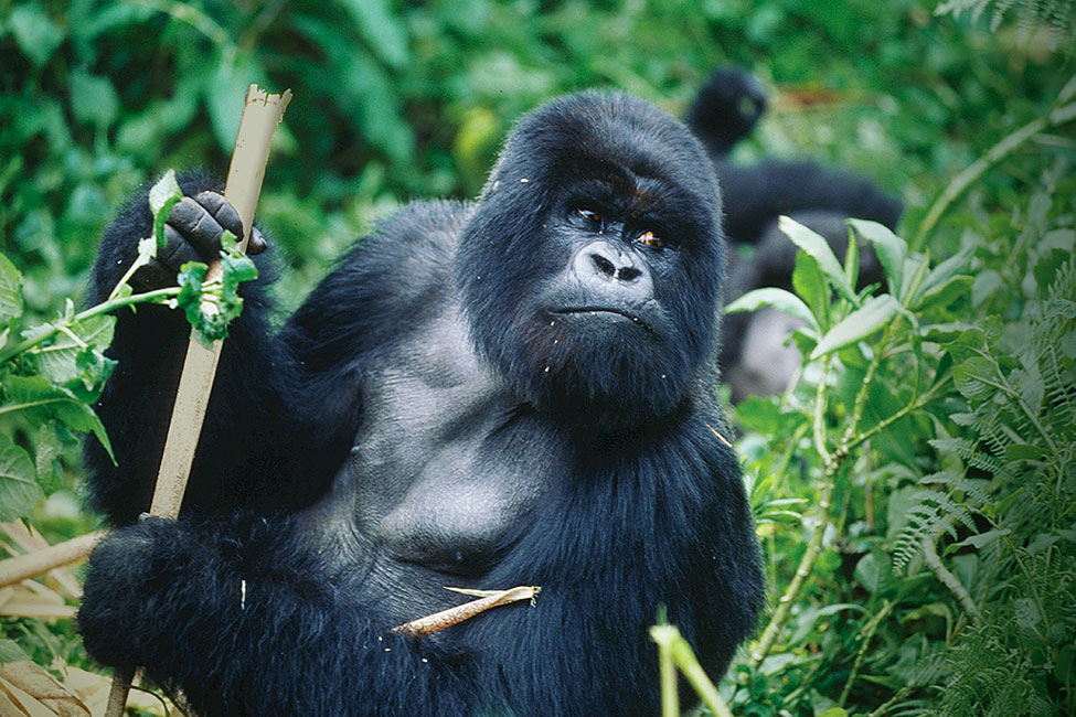 Mountain gorilla holds a bamboo stickTrekking in Rwanda and Uganda