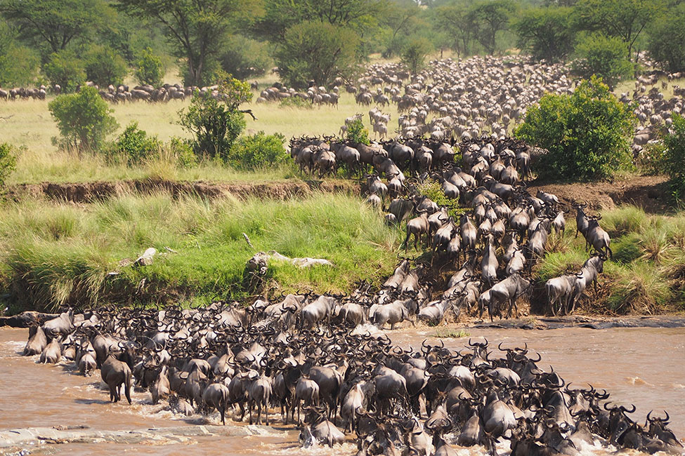 Great-wildebeest-migration-crossing-Mara-river-at-Serengeti-National-Park