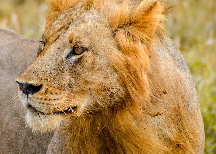 male lion standing in grass and looking toward the left