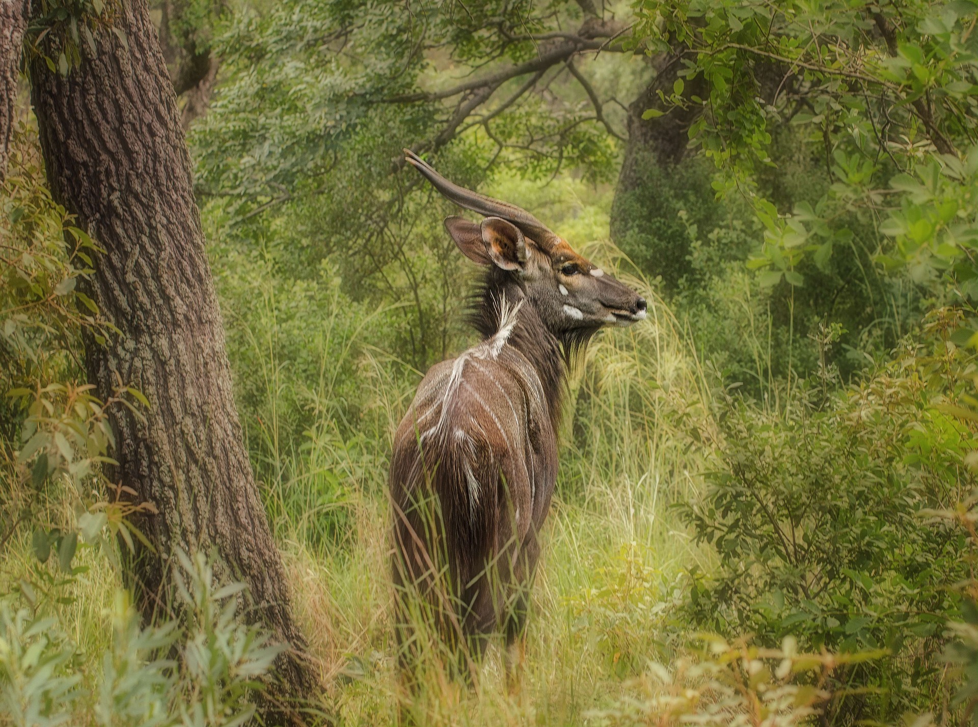 large brown Nyala antelope in Mozambique