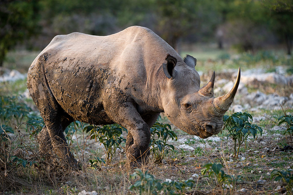 rhino with mud on its side walking through short plants 